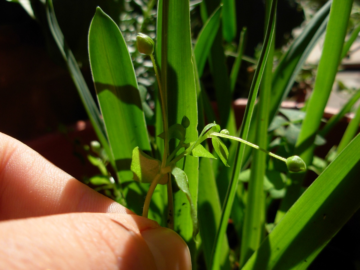 Stellaria pallida / Centocchio senza petali